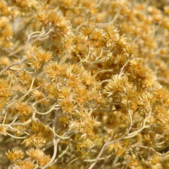 Achyrocline saturejoides