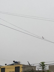 Parabuteo unicinctus