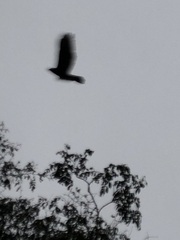 Parabuteo unicinctus