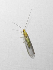Italochrysa insignis