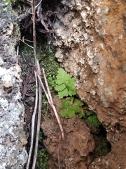 Woodsiaceae