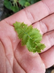 Woodsiaceae