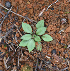 Pterostylis tasmanica
