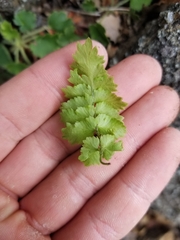 Woodsiaceae