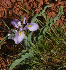 Moraea ciliata