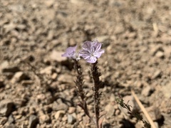 Phacelia exilis