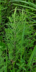 Ambrosia tenuifolia