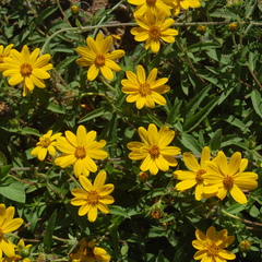Aspilia montevidensis