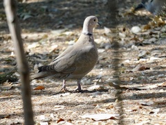 Streptopelia decaocto