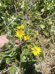 Osteospermum moniliferum