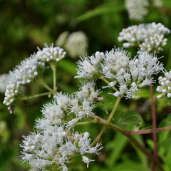 Austroeupatorium inulifolium