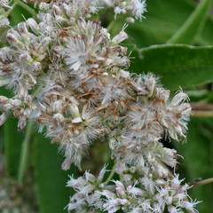Austroeupatorium inulifolium