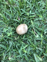 Chlorophyllum molybdites