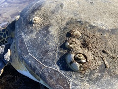 Chelonibia testudinaria