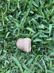 Chlorophyllum molybdites