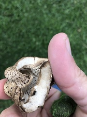 Chlorophyllum molybdites