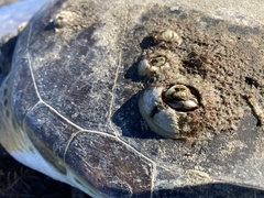 Chelonibia testudinaria