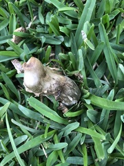 Chlorophyllum molybdites