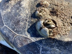 Chelonibia testudinaria