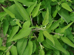 Austroeupatorium inulifolium