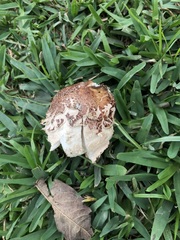 Chlorophyllum molybdites