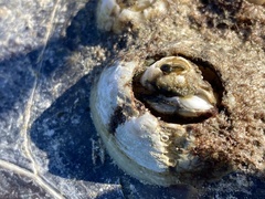 Chelonibia testudinaria