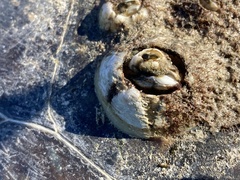 Chelonibia testudinaria