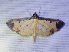 Eulepte
