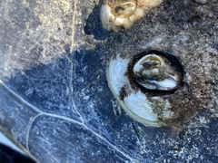 Chelonibia testudinaria