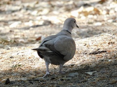 Streptopelia decaocto