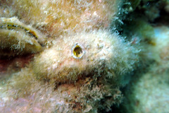 Pyuridae