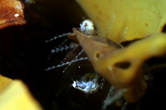 Gondogeneia microdeuteropa