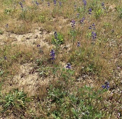 Lupinus nanus