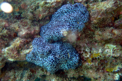 Eudistoma maculosum
