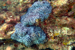 Eudistoma maculosum