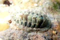 Rhyssoplax torriana