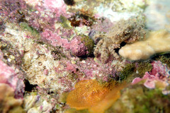 Pilumnus