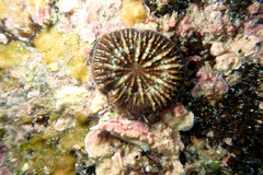 Homophyllia australis