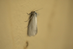 Tipanaea patulella