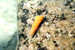 Seila crocea