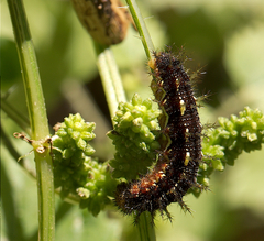 Vanessa itea