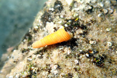 Seila crocea