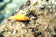Seila crocea