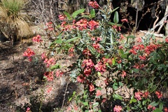 Kennedia coccinea