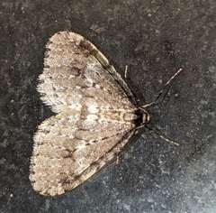 Operophtera occidentalis