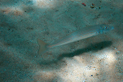 Sillaginodes punctatus