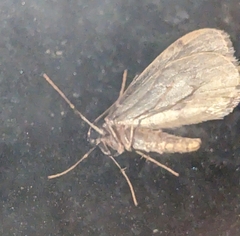 Operophtera occidentalis