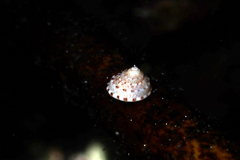 Notogibbula preissiana