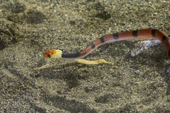 Siphlophis compressus