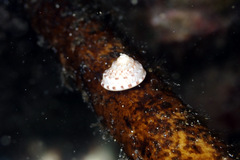 Notogibbula preissiana
